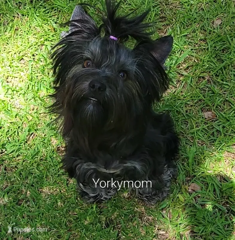 I'M RETIRED!! (NO FEE) – Yorkshire Terrier puppy for sale in Santa Rosa Beach, FL