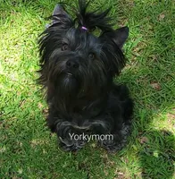 I'M RETIRED!! (NO FEE), a female Yorkshire Terrier for sale in Santa Rosa Beach, FL – 1 of 6