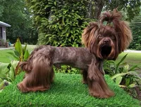 SOLID BRINDLE EXTREME GIRL, a female Yorkshire Terrier for sale in Santa Rosa Beach, FL – 8 of 9