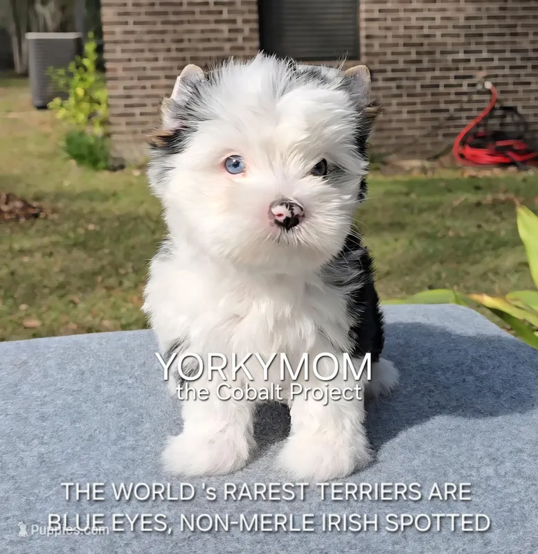 USAs 1st FULL BLUE EYES GIRL – Yorkshire Terrier puppy for sale in Destin, FL