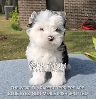 USAs 1st FULL BLUE EYES GIRL, a female Yorkshire Terrier for sale in Destin, FL – Photo 1 of 10