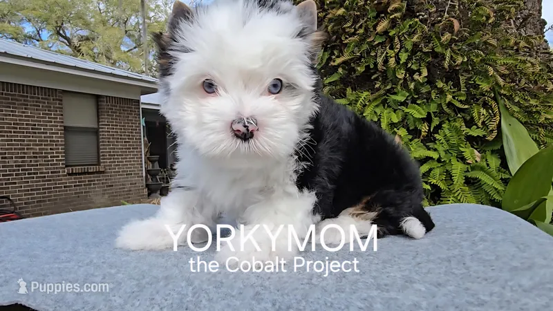 USAs 1st FULL BLUE EYES GIRL – Yorkshire Terrier puppy for sale in Destin, FL