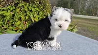 USAs 1st FULL BLUE EYES GIRL, a female Yorkshire Terrier for sale in Destin, FL – Photo 6 of 10