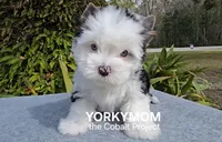 USAs 1st FULL BLUE EYES GIRL, a female Yorkshire Terrier for sale in Destin, FL – Photo 4 of 10