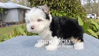 USAs 1st FULL BLUE EYES GIRL, a female Yorkshire Terrier for sale in Destin, FL – Photo 5 of 10