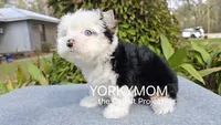 USAs 1st FULL BLUE EYES GIRL, a female Yorkshire Terrier for sale in Destin, FL – Photo 3 of 10