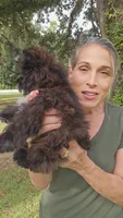SOLID BRINDLE EXTREME GIRL, a female Yorkshire Terrier for sale in Santa Rosa Beach, FL – 1 of 9
