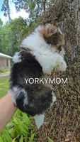 EXTREME PARTI BABYDOLL, a female Yorkshire Terrier for sale in Santa Rosa Beach, FL – 5 of 10