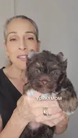 DARK CHOCOLATE w/ POINTS (Green Eyes!), a female Yorkshire Terrier for sale in Destin, FL – 6 of 6