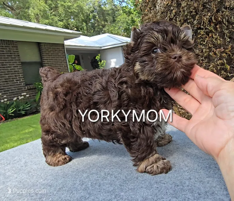 CHOCOLATE EXTREME LINE – Yorkshire Terrier puppy for sale in Santa Rosa Beach, FL