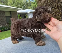CHOCOLATE EXTREME LINE, a female Yorkshire Terrier for sale in Santa Rosa Beach, FL – 1 of 7