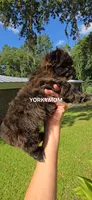 SOLID BRINDLE EXTREME GIRL, a female Yorkshire Terrier for sale in Destin, FL – 5 of 10