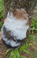EXTREME PARTI BABYDOLL, a female Yorkshire Terrier for sale in Santa Rosa Beach, FL – 6 of 10