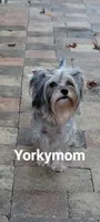 I'M RETIRED!!  (NO FEE), a female Yorkshire Terrier for sale in Santa Rosa Beach, FL – 2 of 6