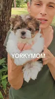 EXTREME PARTI BABYDOLL, a female Yorkshire Terrier for sale in Santa Rosa Beach, FL – 9 of 10