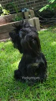 I'M RETIRED!! (NO FEE), a female Yorkshire Terrier for sale in Santa Rosa Beach, FL – 6 of 6