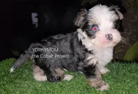 BLUE EYES NON-MERLE, a male Yorkshire Terrier for sale in Destin, FL – Photo 2 of 10