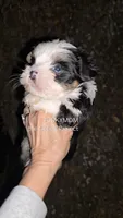 BLUE EYES NON-MERLE, a male Yorkshire Terrier for sale in Destin, FL – Photo 6 of 10