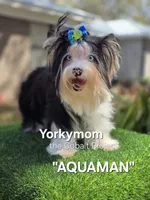 BLUE EYES NON-MERLE, a male Yorkshire Terrier for sale in Destin, FL – Photo 8 of 10