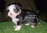 BLUE EYES NON-MERLE, a male Yorkshire Terrier for sale in Destin, FL – Photo 4 of 10