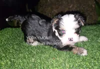 BLUE EYES NON-MERLE, a male Yorkshire Terrier for sale in Destin, FL – Photo 3 of 10