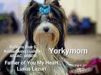 BLUE EYES NON-MERLE, a male Yorkshire Terrier for sale in Destin, FL – Photo 10 of 10