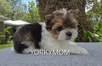 EXTREME PARTI BABYDOLL, a female Yorkshire Terrier for sale in Santa Rosa Beach, FL – 4 of 10