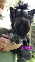 I'M RETIRED!! (NO FEE), a female Yorkshire Terrier for sale in Santa Rosa Beach, FL – 3 of 6