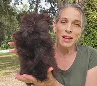 SOLID BRINDLE EXTREME GIRL, a female Yorkshire Terrier for sale in Santa Rosa Beach, FL – 7 of 9
