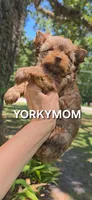 CHOCOLATE SABLE GORGEOUS!!, a female Yorkshire Terrier for sale in Santa Rosa Beach, FL – 5 of 10