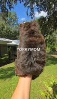 SOLID BRINDLE EXTREME GIRL, a female Yorkshire Terrier for sale in Destin, FL – 1 of 10