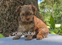 CHOCOLATE SABLE GORGEOUS!!, a female Yorkshire Terrier for sale in Santa Rosa Beach, FL – 9 of 10