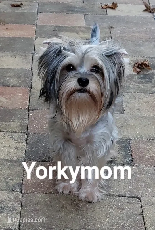 I'M RETIRED!!  (NO FEE) – Yorkshire Terrier puppy for sale in Santa Rosa Beach, FL