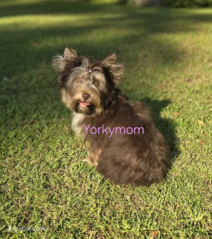 ADULT FEMALE, a female Yorkshire Terrier for sale in Destin, FL – 1 of 3