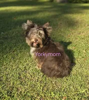 ADULT FEMALE, a female Yorkshire Terrier for sale in Destin, FL – 1 of 3