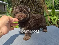 CHOCOLATE EXTREME LINE, a female Yorkshire Terrier for sale in Santa Rosa Beach, FL – 7 of 7