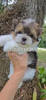 EXTREME PARTI BABYDOLL, a female Yorkshire Terrier for sale in Santa Rosa Beach, FL – 7 of 10