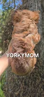 CHOCOLATE SABLE GORGEOUS!!, a female Yorkshire Terrier for sale in Santa Rosa Beach, FL – 10 of 10