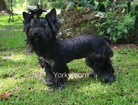 I'M RETIRED!! (NO FEE), a female Yorkshire Terrier for sale in Santa Rosa Beach, FL – 2 of 6
