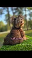 ADULT FEMALE, a female Yorkshire Terrier for sale in Destin, FL – 2 of 3