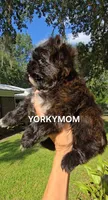 SOLID BRINDLE EXTREME GIRL, a female Yorkshire Terrier for sale in Destin, FL – 6 of 10