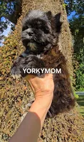 SOLID BRINDLE EXTREME GIRL, a female Yorkshire Terrier for sale in Destin, FL – 7 of 10