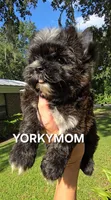 SOLID BRINDLE EXTREME GIRL, a female Yorkshire Terrier for sale in Destin, FL – 3 of 10