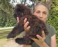 SOLID BRINDLE EXTREME GIRL, a female Yorkshire Terrier for sale in Santa Rosa Beach, FL – 6 of 9