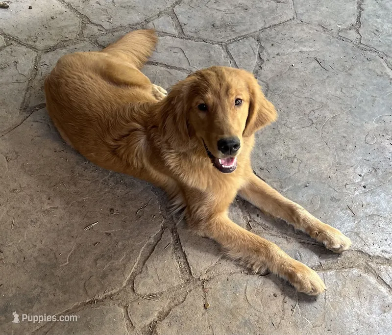 Gibbus – Golden Retriever puppy for sale in Beaverton, OR