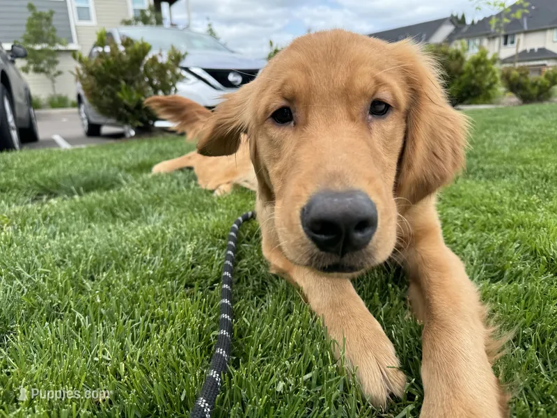 Crescent – Golden Retriever puppy for sale in Beaverton, OR