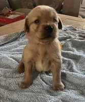 Crescent, a female Golden Retriever for sale in Beaverton, OR – 2 of 6