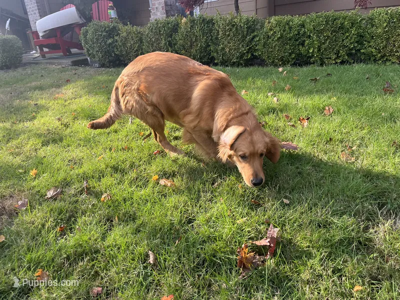 Wane – Golden Retriever puppy for sale in Beaverton, OR