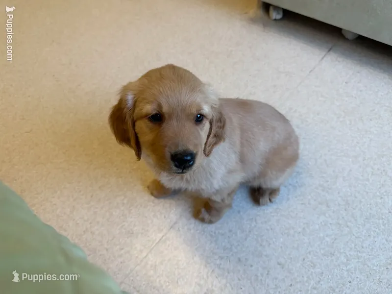 Wane – Golden Retriever puppy for sale in Beaverton, OR