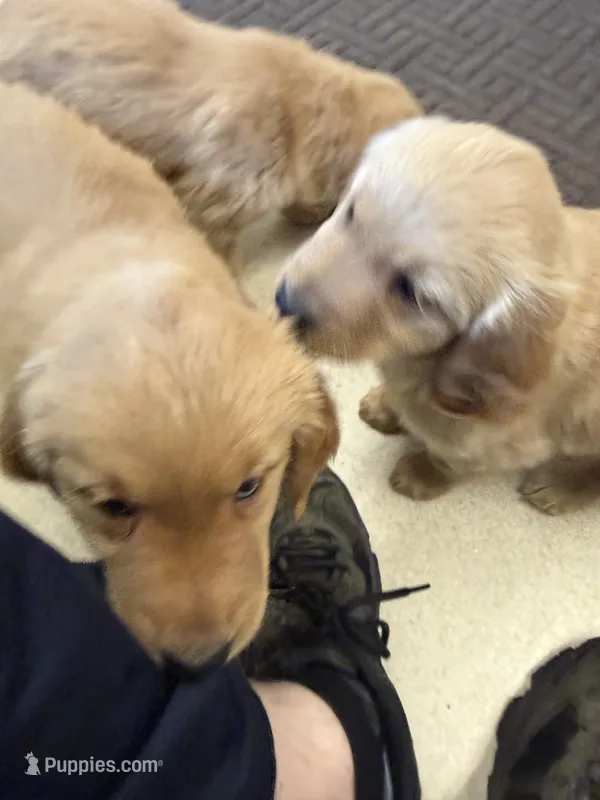 Luna – Golden Retriever puppy for sale in Beaverton, OR